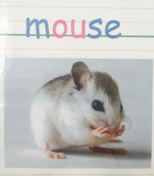 マウス（ハムスター）